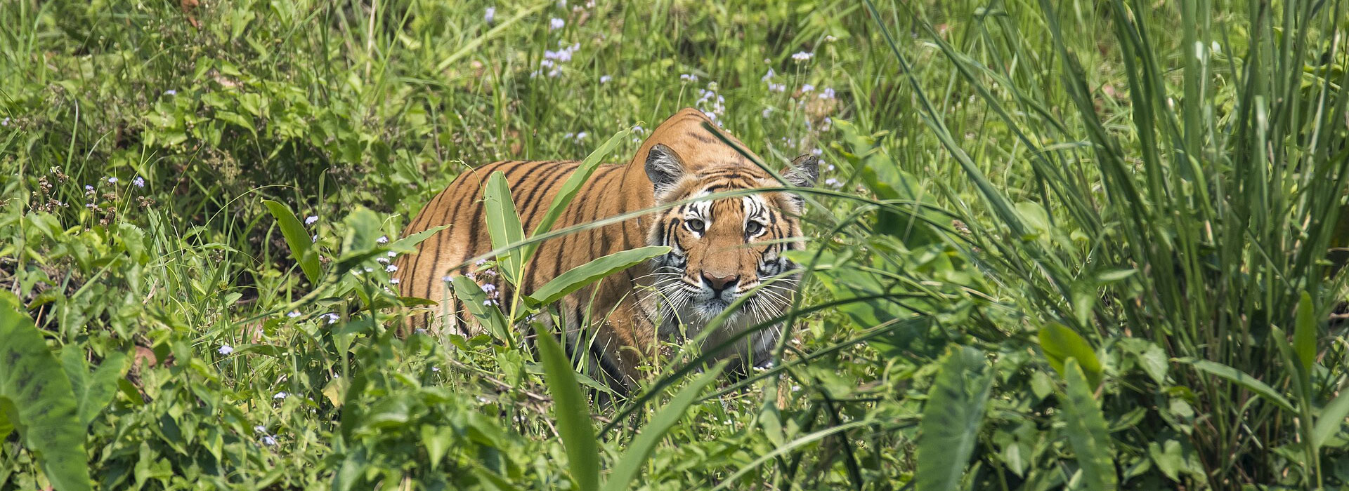 8 Days Nepal Tour Package with Chitwan National Park